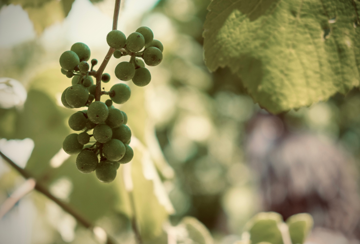 qm-cultivo-engarrafamento